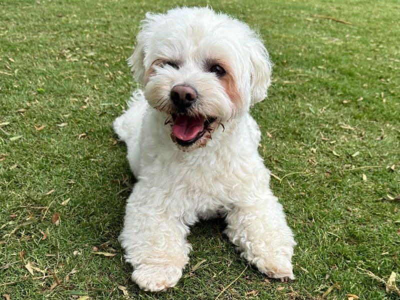 Momo primary photo