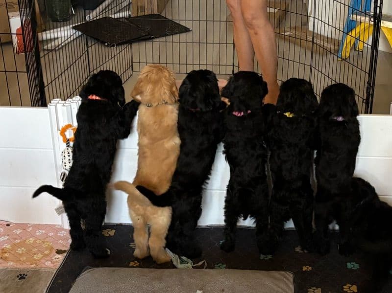 Puppy primary photo