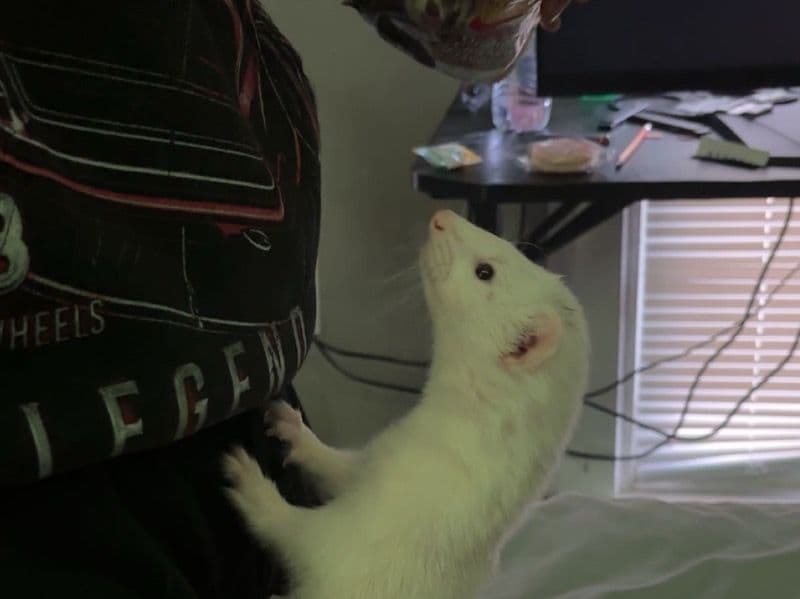Loki primary photo