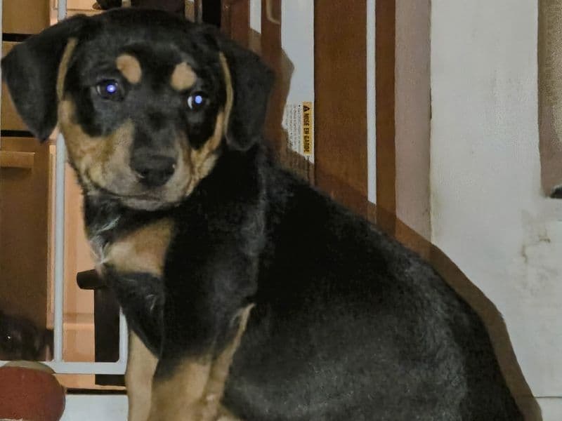 Rotty primary photo