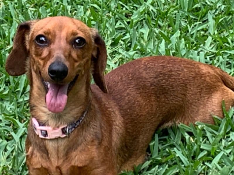 Daisy primary photo