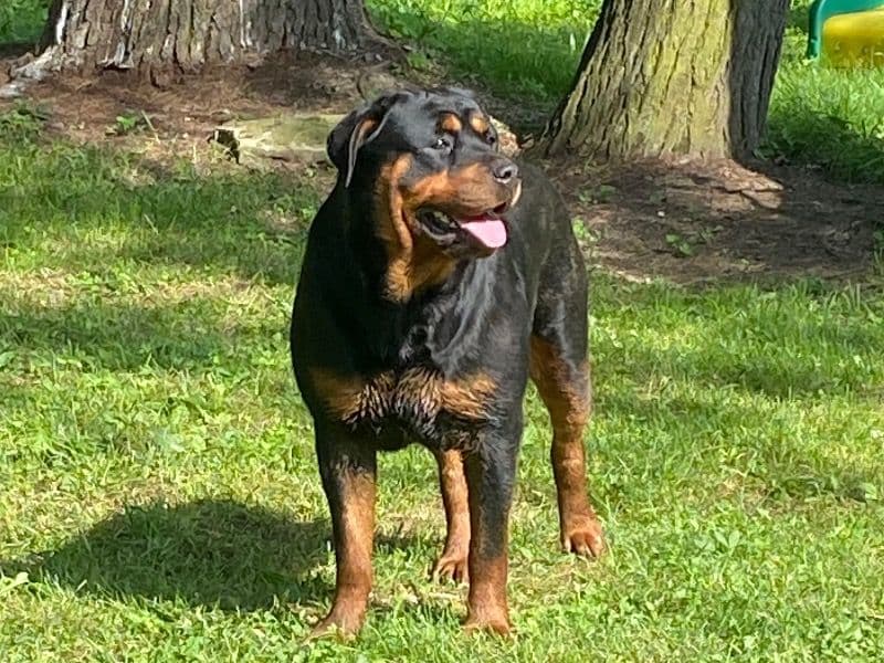 Sasha primary photo
