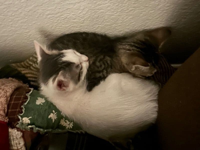 Pickleback (f) And Tilda (m) primary photo