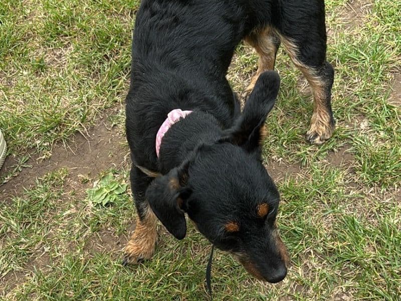 Mavis primary photo
