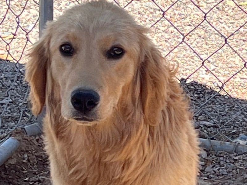 Nala primary photo