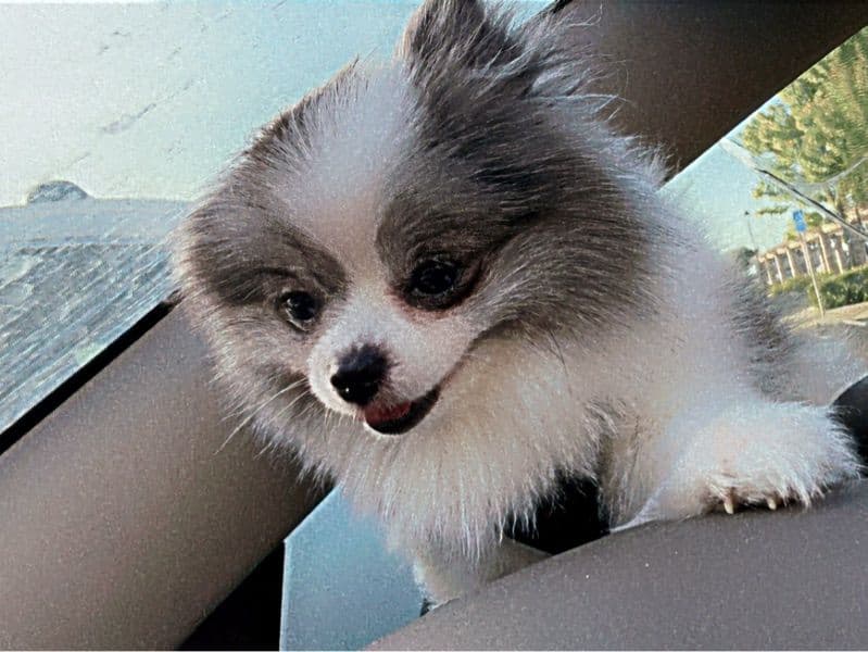 Benji primary photo