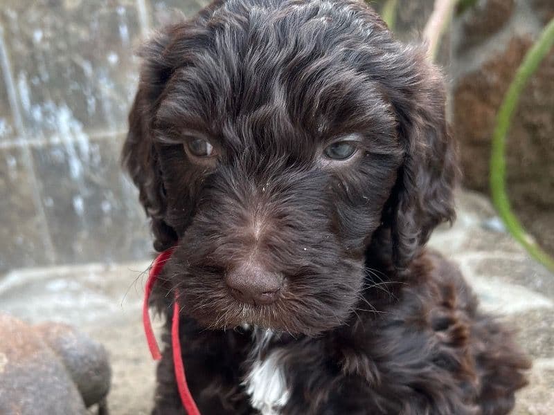 Luna primary photo