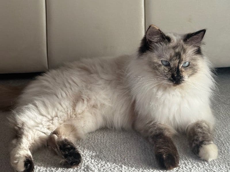 Bella primary photo