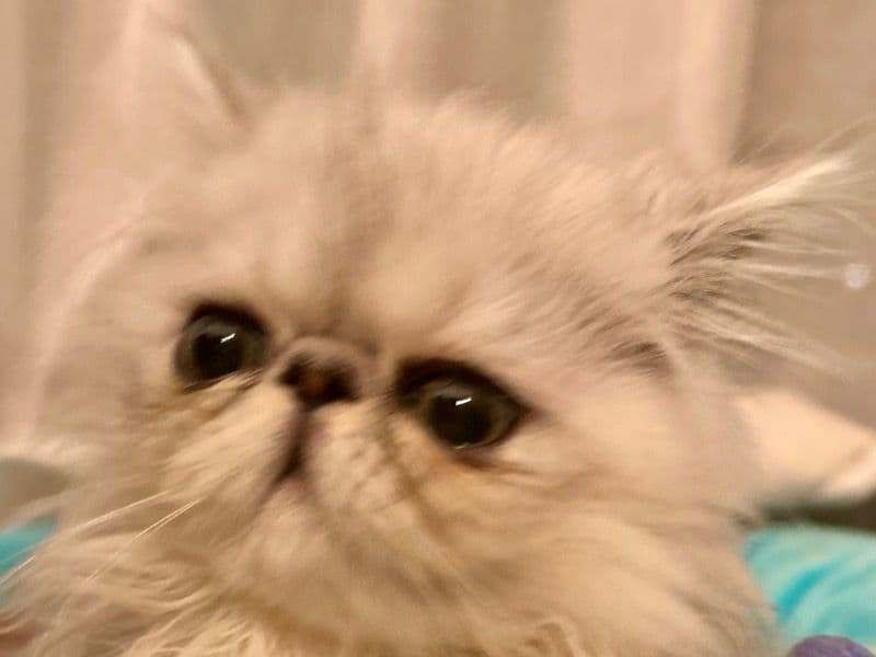 Persian Kittens primary photo