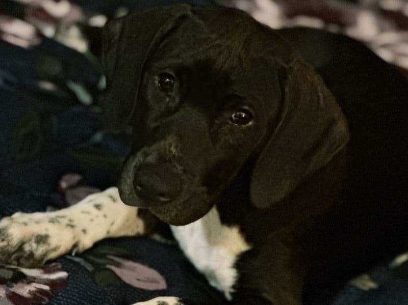 Nala primary photo