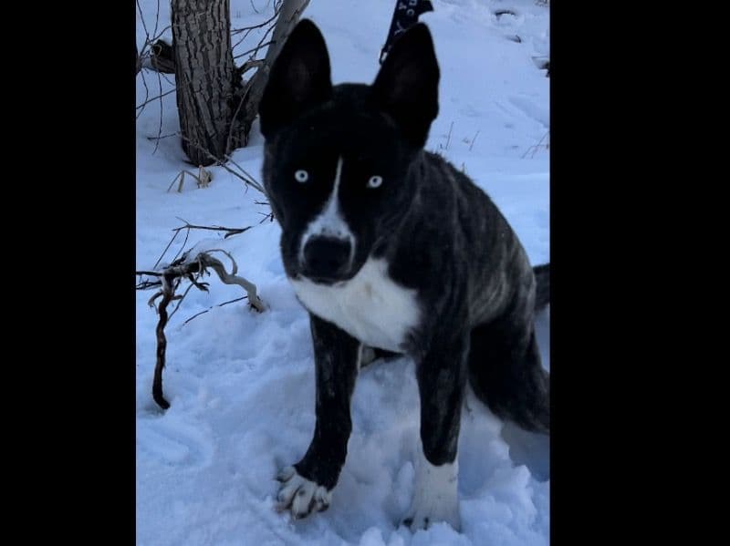 Stella primary photo