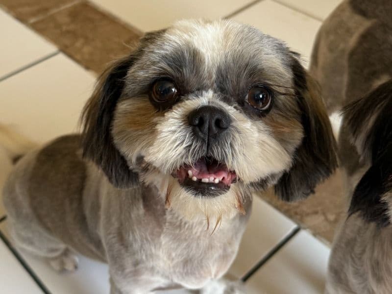 Bella primary photo