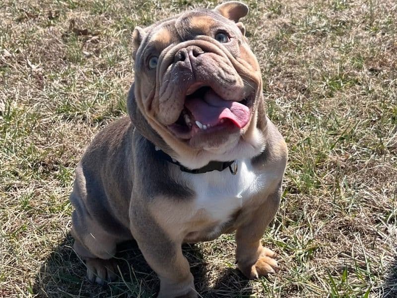 Milo primary photo