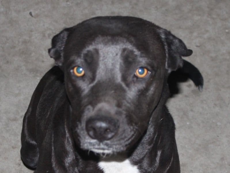 Luna primary photo