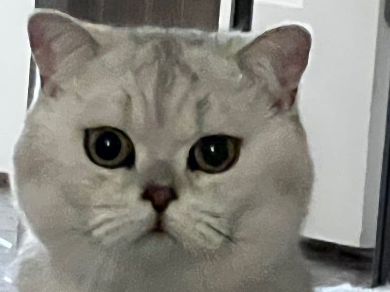 Tofu primary photo