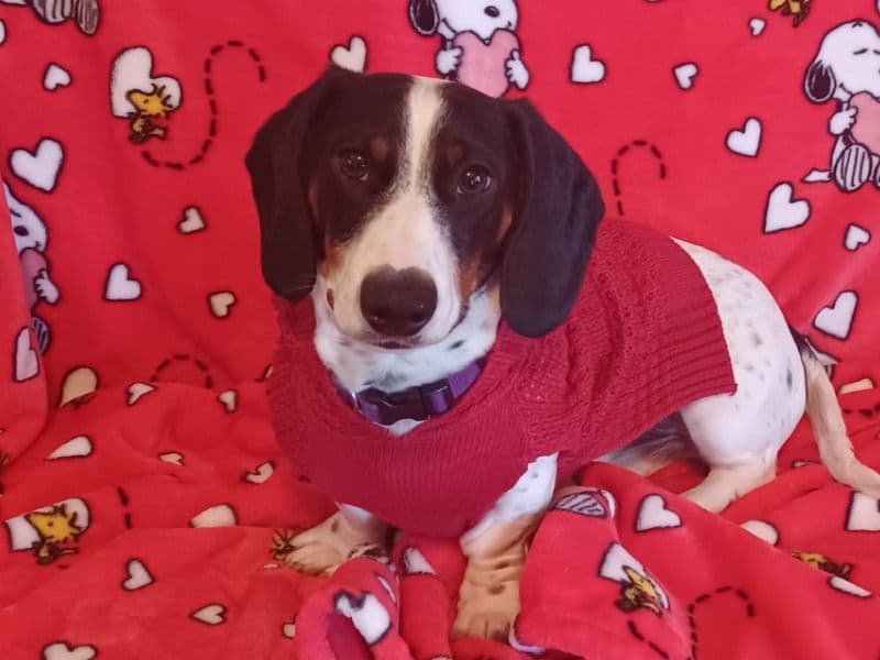 Snoopy primary photo