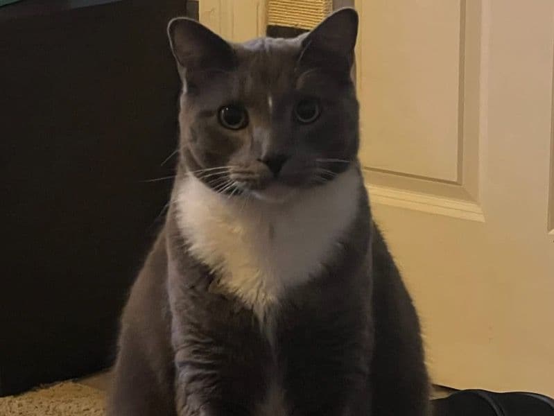Olive primary photo