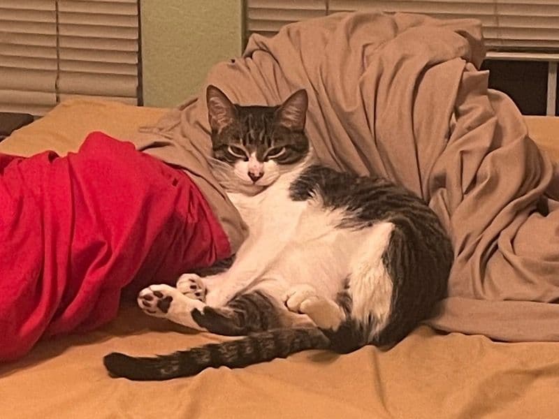 Whiskey primary photo