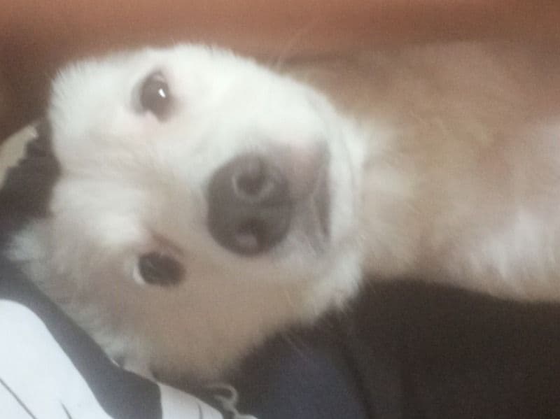 Coco primary photo