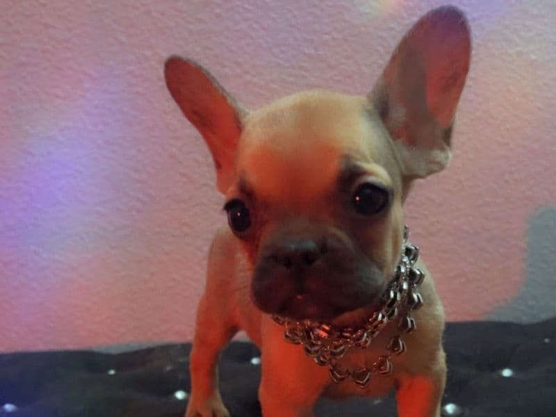 Gucci primary photo