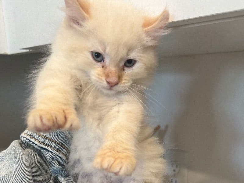 Lynx primary photo