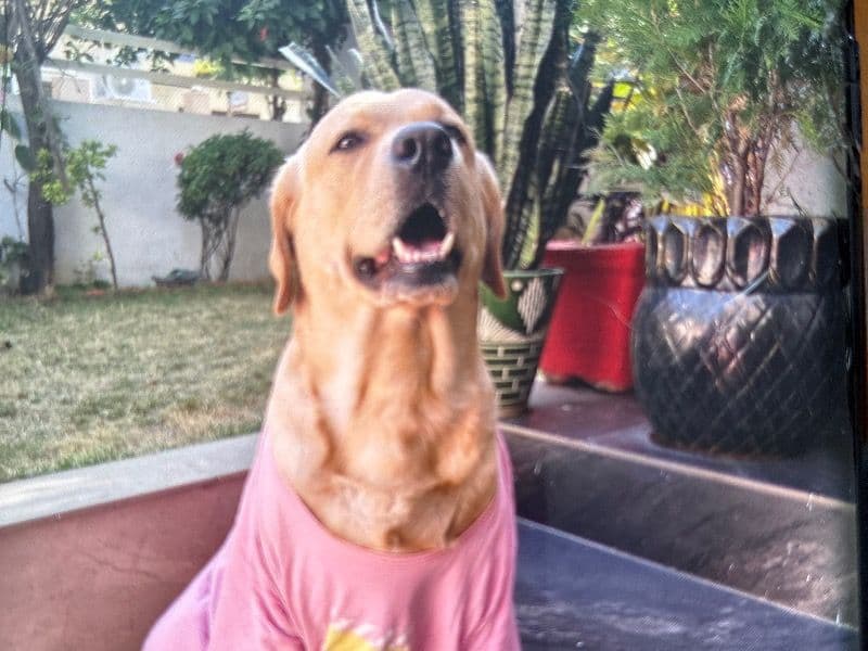Simba primary photo