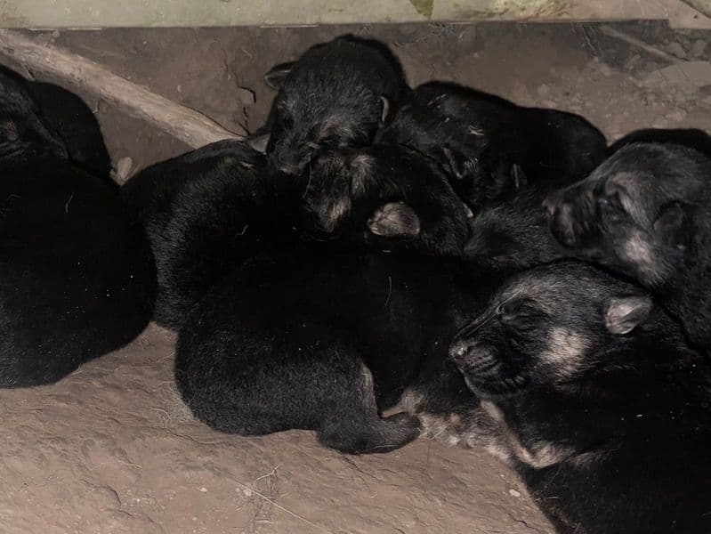 Puppies primary photo