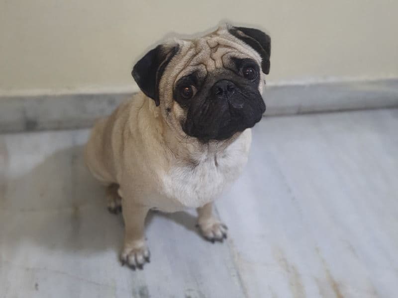 Max primary photo