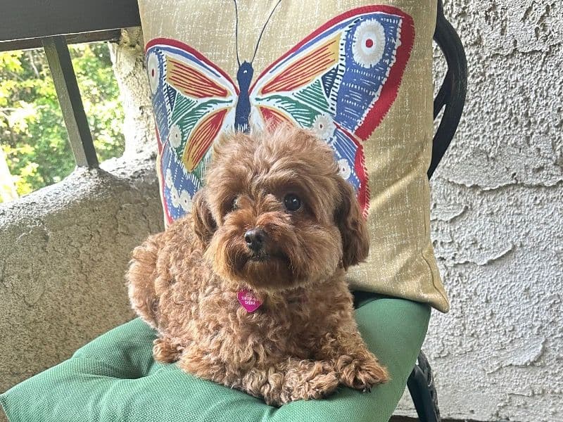 Coco primary photo