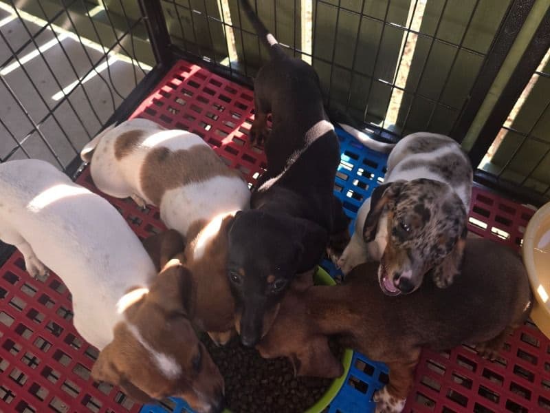 Dachshund Puppy primary photo