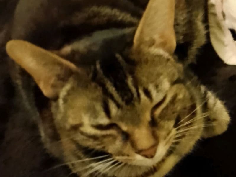 Trixy primary photo