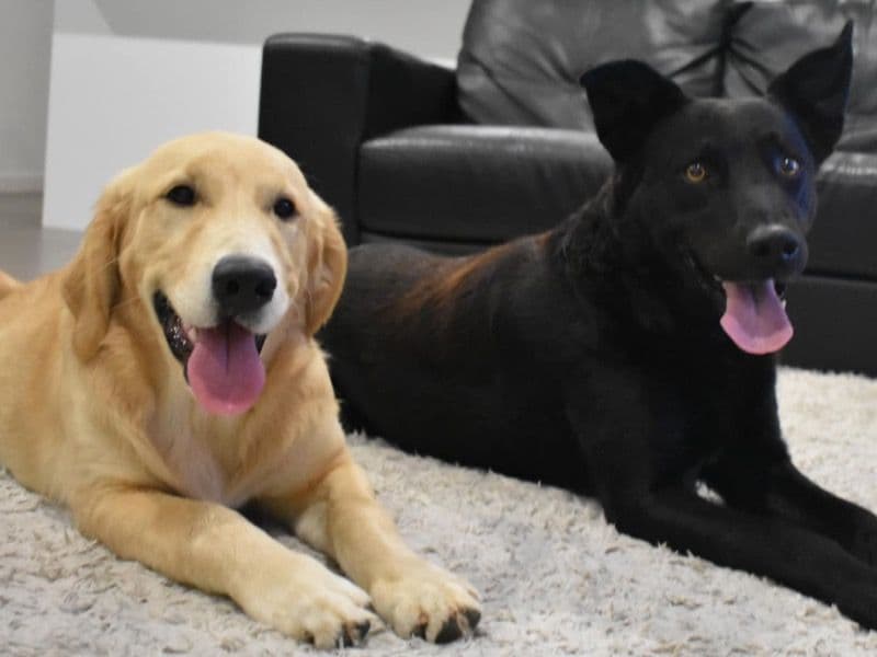 Archie And Bear primary photo
