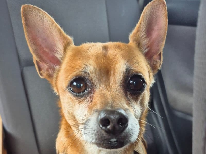 Bandit primary photo