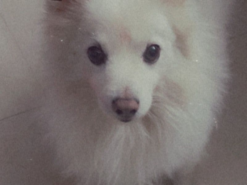 Rocky primary photo