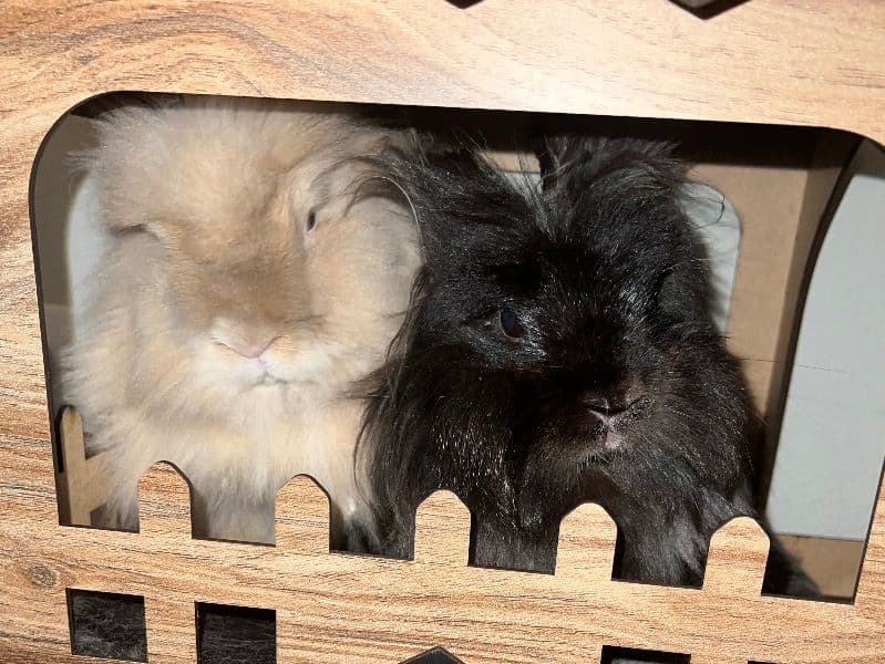 Penelope And Ororo primary photo