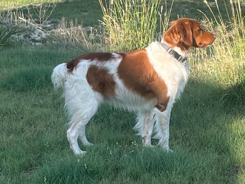 Tig primary photo