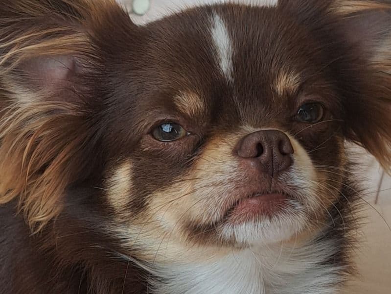 Pablo primary photo