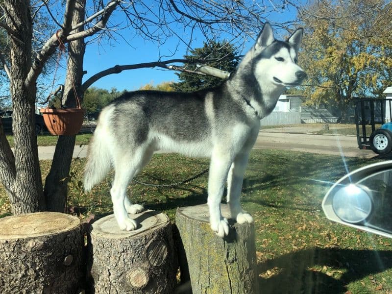 Blue primary photo