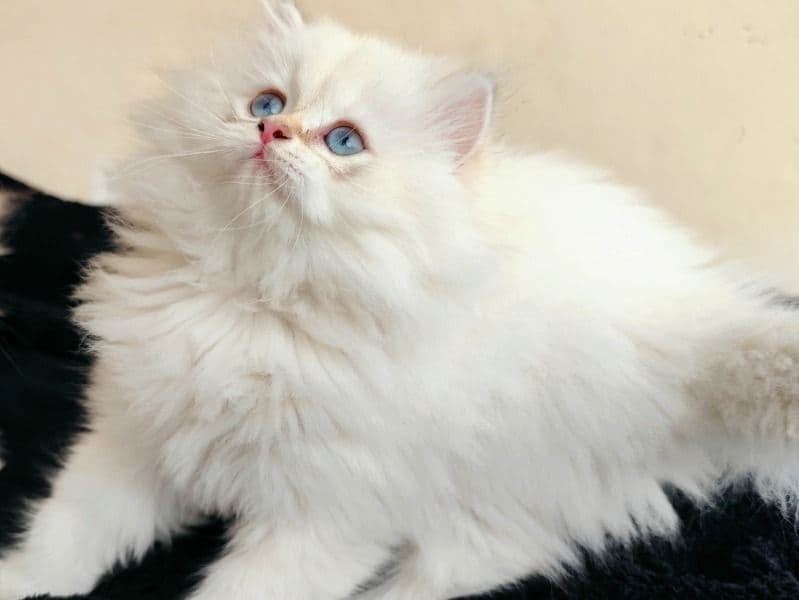 Merlin primary photo