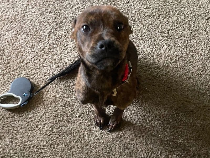 Ruby primary photo