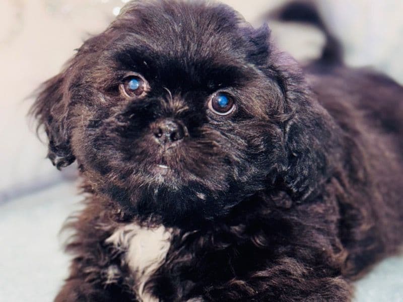 Teddy primary photo