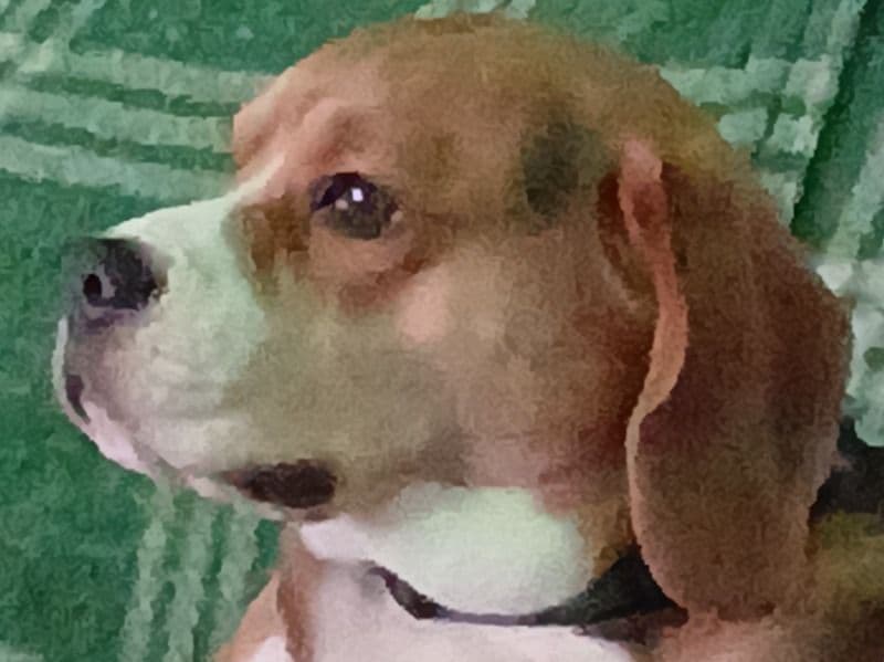 George primary photo