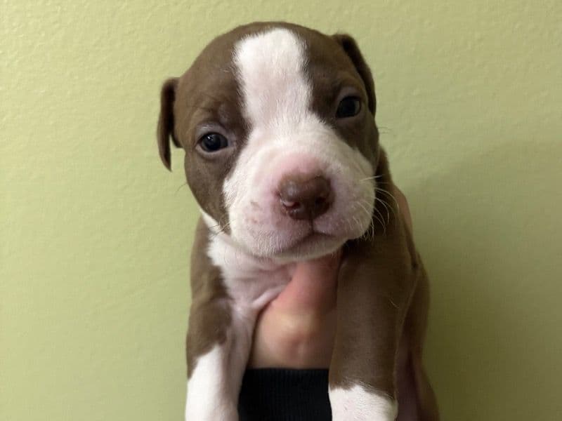 Brownie primary photo