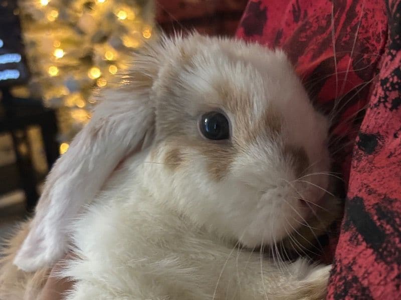 Pumpkin primary photo