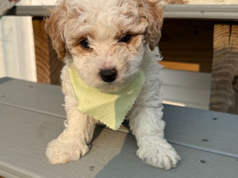 Max primary photo