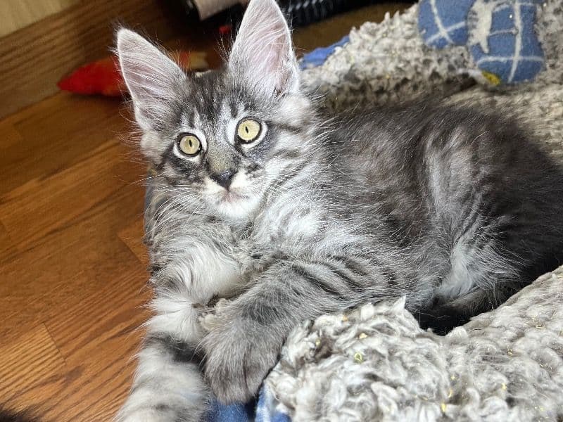 Maine Coon primary photo