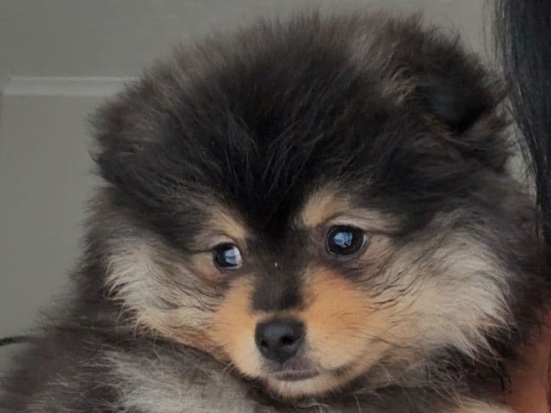 Kali primary photo