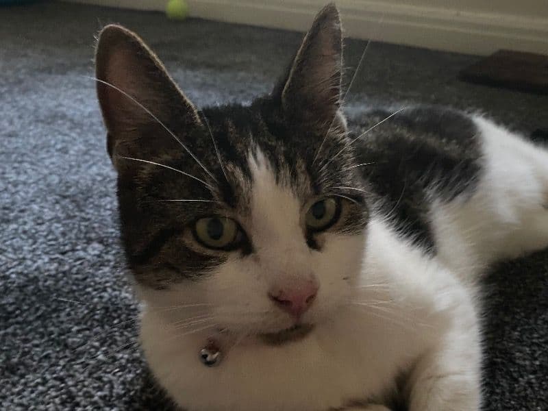 Tigger primary photo
