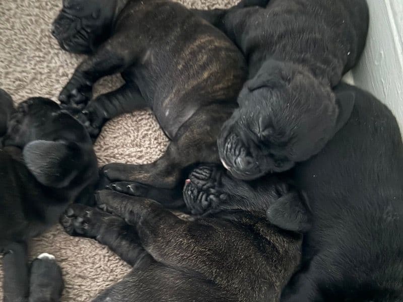 Cane Corso primary photo