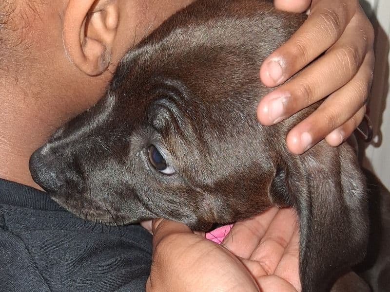 Coco primary photo